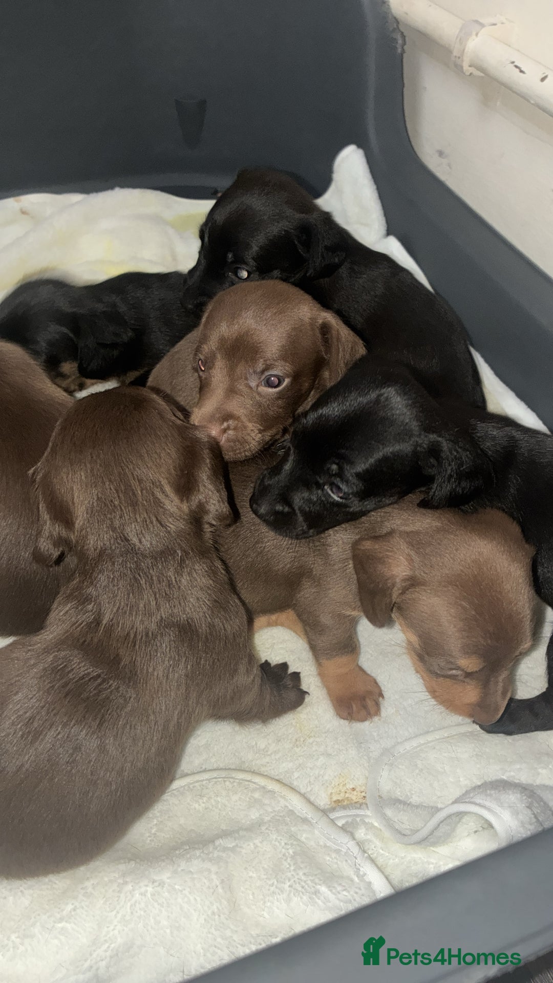 Mixed Breed dogs for sale: Patterdale/dashound  - Image 2