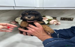 Toy Poodle dogs for sale: Beautiful Toy Poodle Puppies for Sale - Image 5