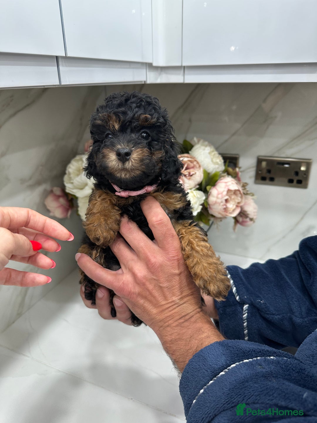Toy Poodle dogs for sale: Beautiful Toy Poodle Puppies for Sale - Image 5