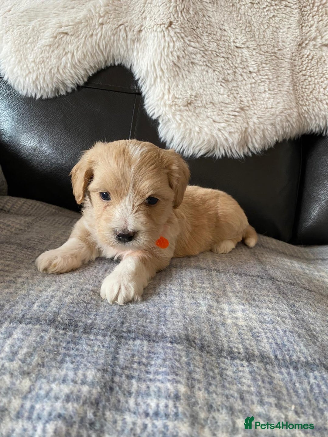 Maltipoo dogs for sale: Gorgeous f1 maltpoos health tested parents  - Image 4
