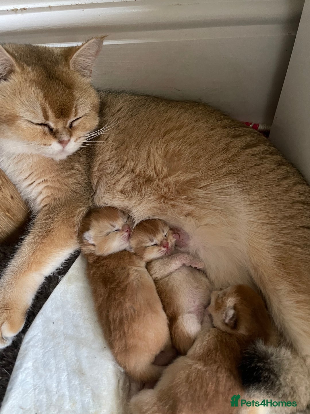 Scottish Fold cats for sale: GOLDEN SCOTTISH FOLD KITTENS  - Advert 4