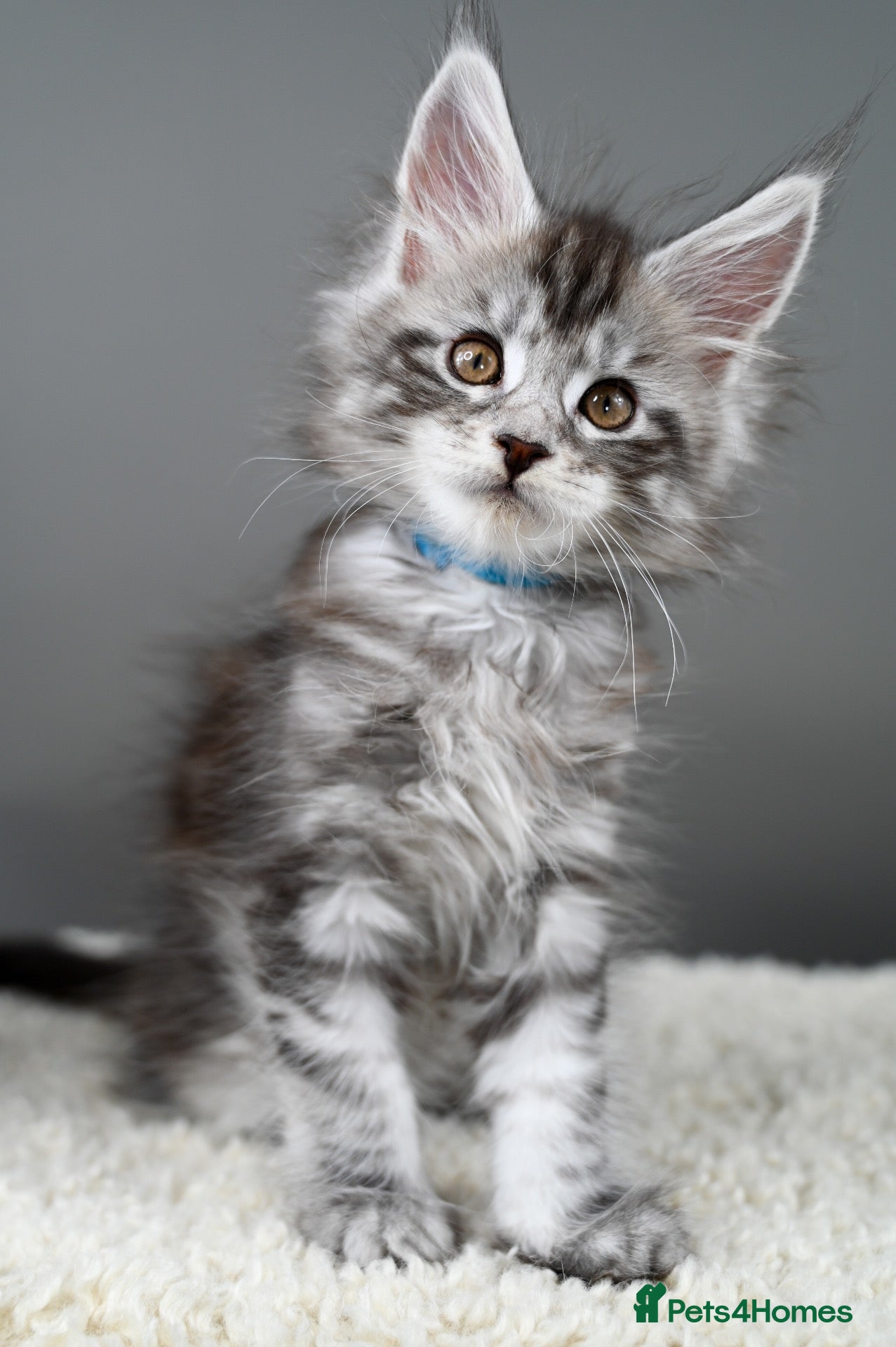 Maine Coon cats for sale: 🥇UK's most reviewed breeder🥇 -Tica Registered🧬  - Advert 1