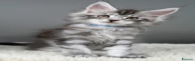 Maine Coon 6