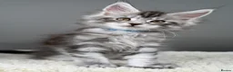 Maine Coon cats for sale: Black Smoke undercoat kittens  - Advert 17