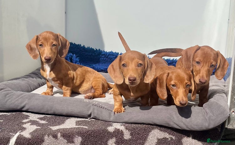 Miniature Dachshund dogs - Advert 6
