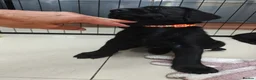 Labrador Retriever dogs for sale: Beautiful Black Labrador Boys Ready Soon - Advert 5