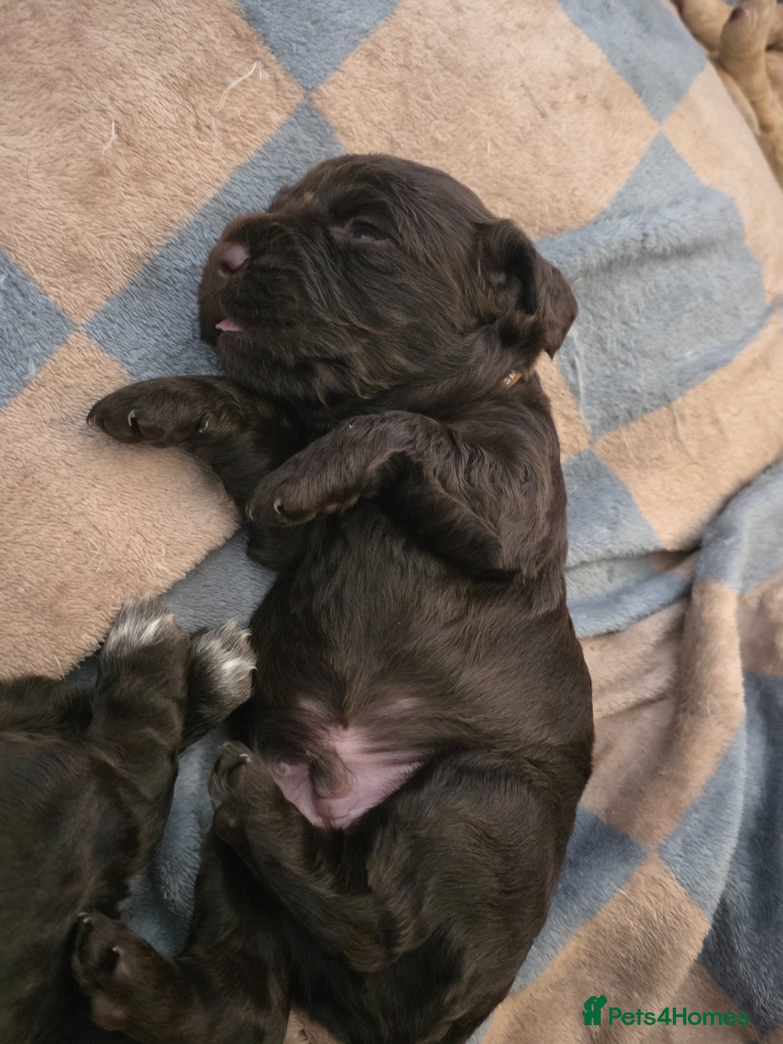 Cocker Spaniel dogs for sale: KC Reg Working Cocker Spaniel Pups ** 1 Boy Left** - Advert 38