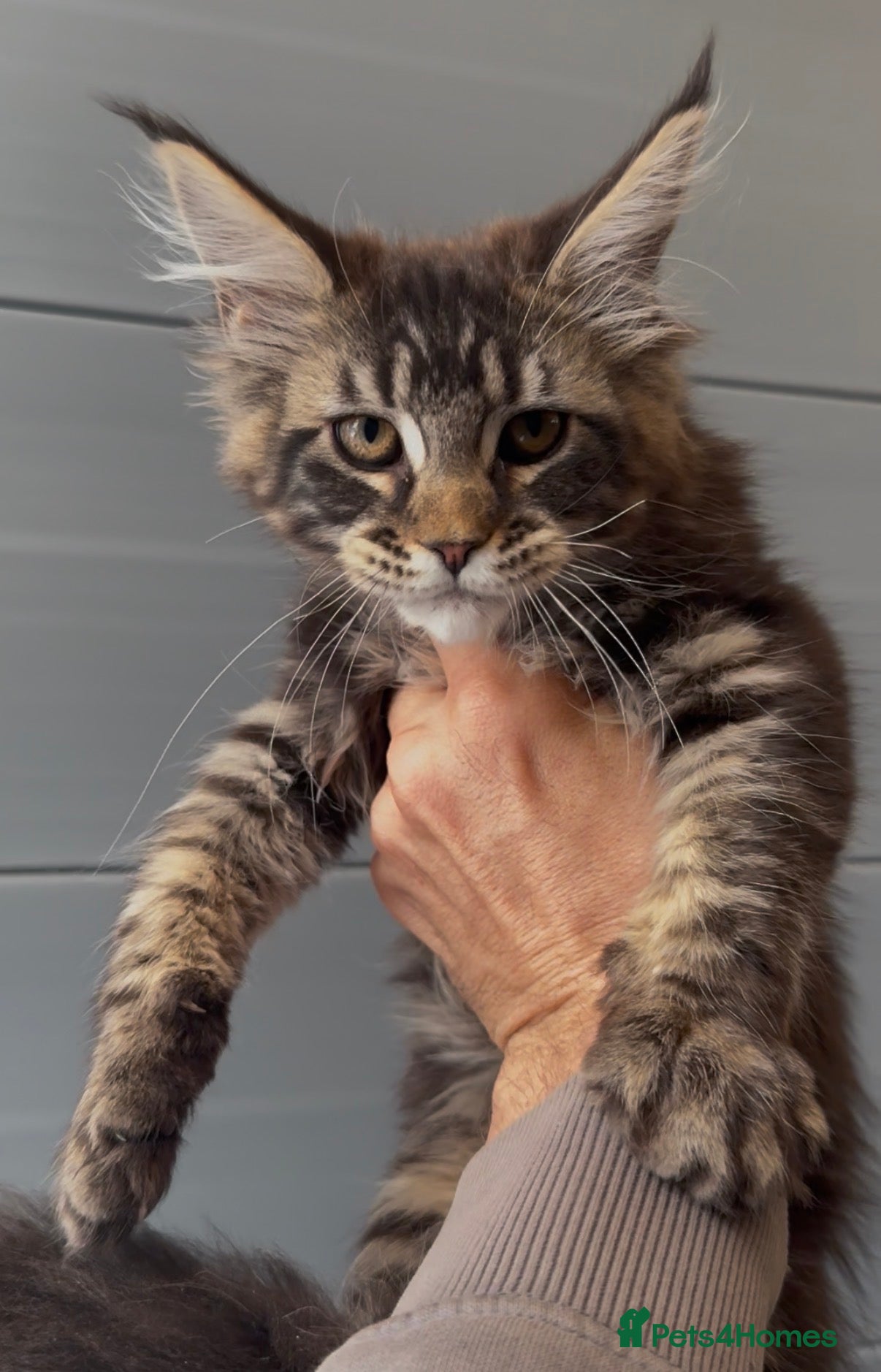 Maine Coon cats XL black,black smoke,tabby maine coon kittens  - Advert 17