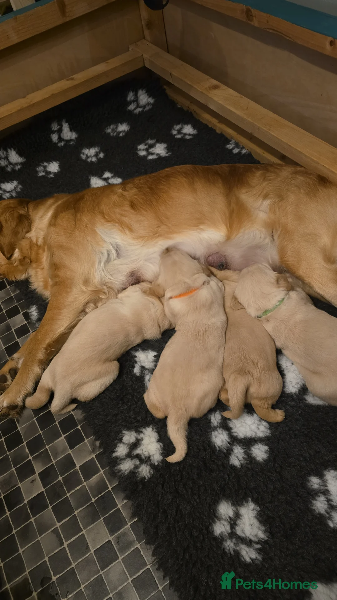 Goldador dogs for sale: Chunky Golador Puppies - Advert 2