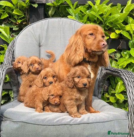 Cockapoo puppies for sale in London | Pets4Homes