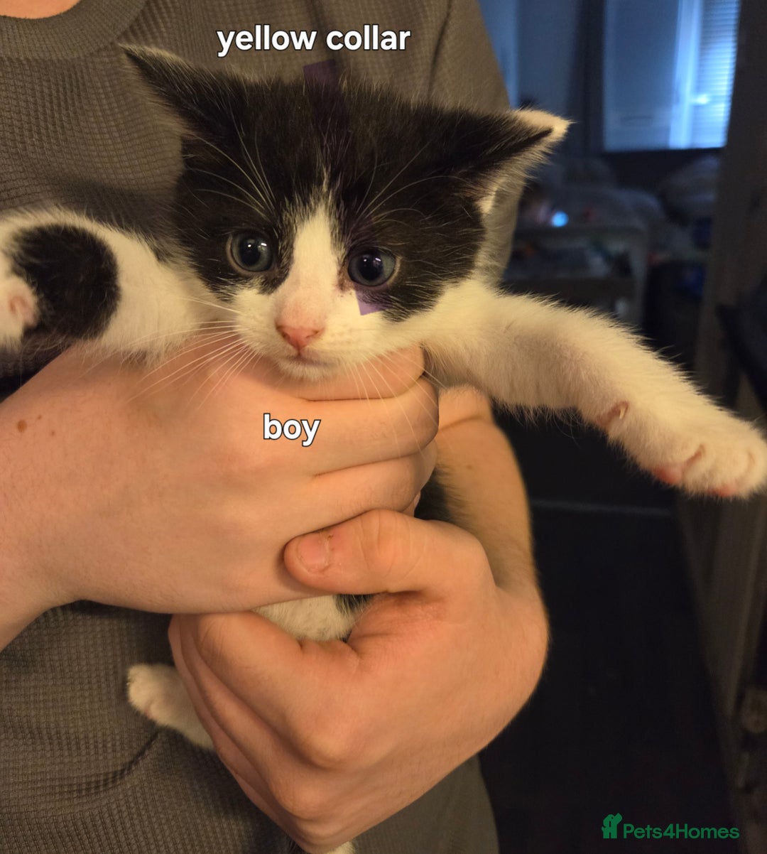 Mixed Breed cats for sale: 12 week male kittens  - Image 2