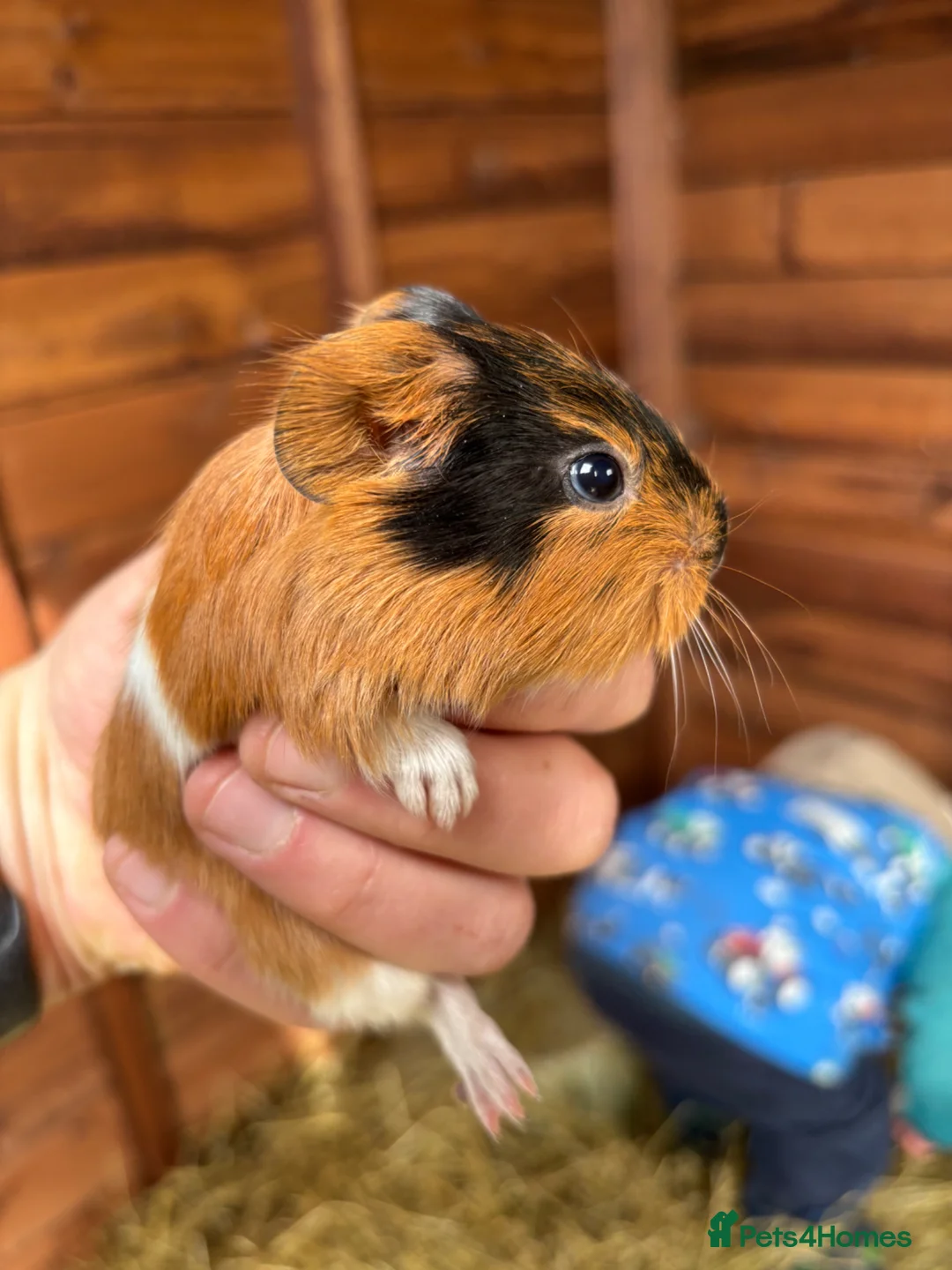 Guinea Pig rodents for sale: Baby Guinea Pigs for sale  - Advert 2