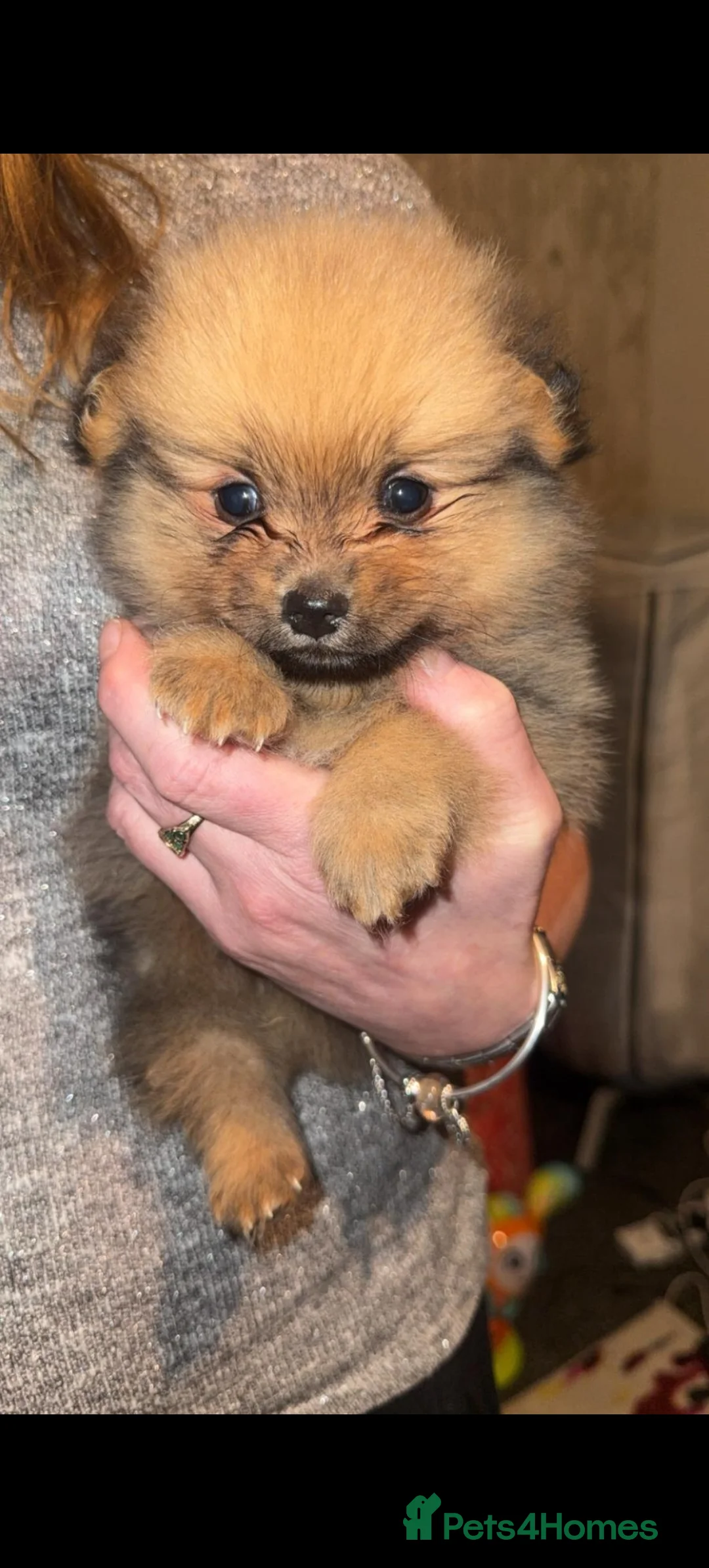 Pomeranian dogs for sale: 3 beautiful pomeranians  - Advert 2