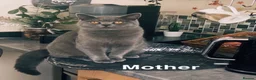 British Shorthair cats for sale:     Cute Blue & Cream BSH Kittens  - Advert 1