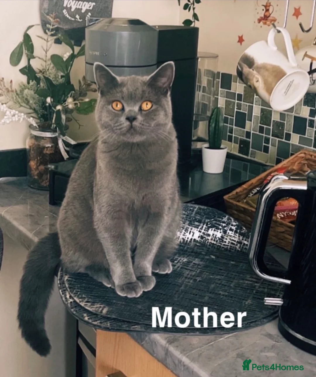 British Shorthair cats for sale:     Cute Blue & Cream BSH Kittens  - Advert 1