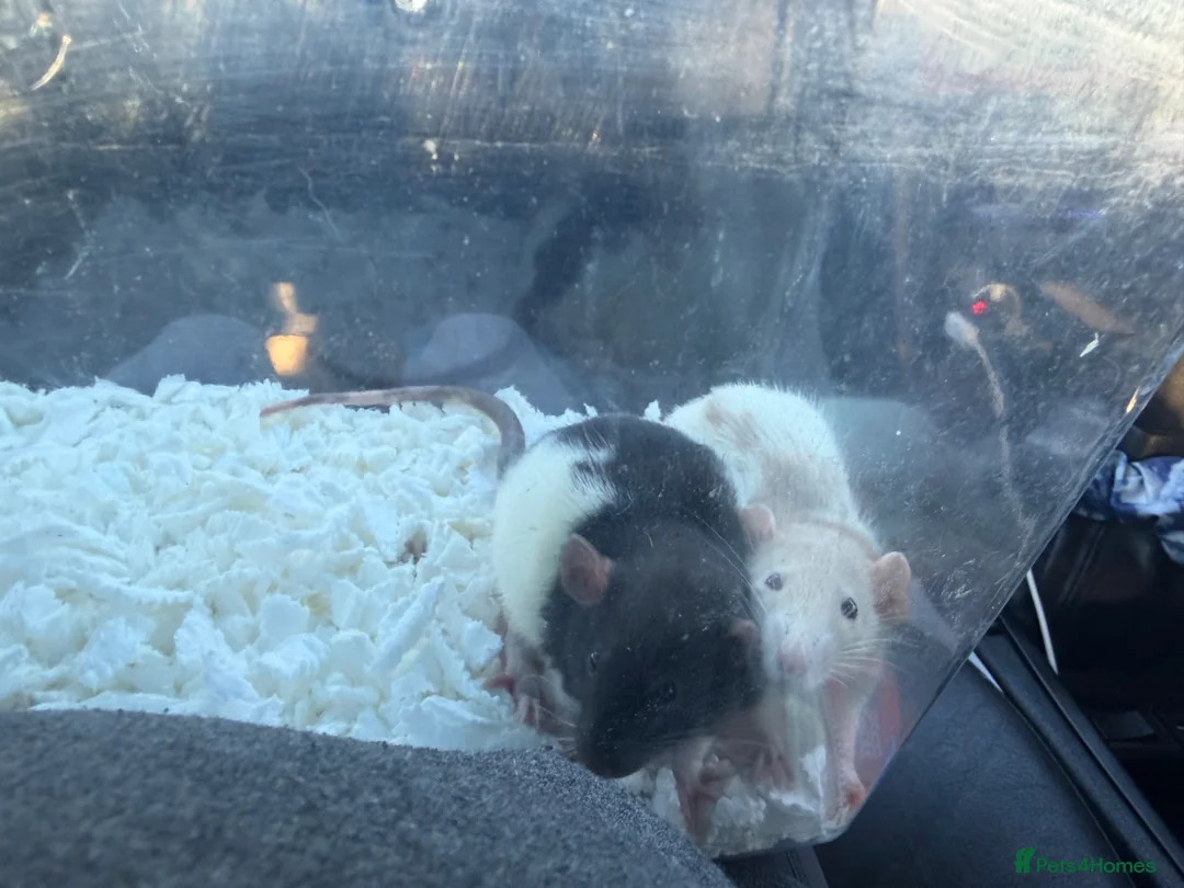 Rat rodents for sale: 2 male rats- come with cage and toys  - Advert 1