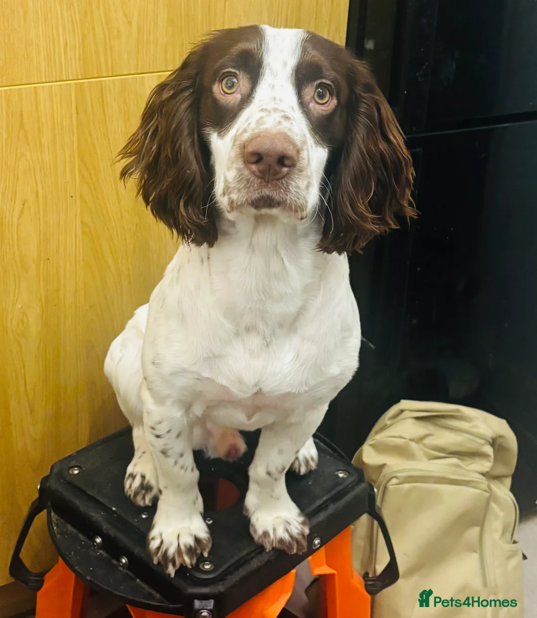 Cocker Spaniel dogs for sale: Cocker spaniel puppy’s in Trowbridge - Advert 2