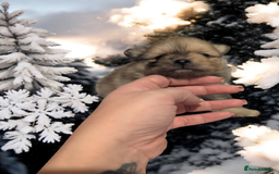 Pomeranian dogs for sale: Teddy Bear poms  - Advert 9