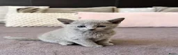 Russian Blue cats for sale: TICA Registered Russian Blue Kittens - Advert 22