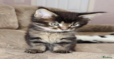 Maine Coon cats 🐾 GCCF XXL Maine Coon Kittens – Russian Heritage - Advert 1