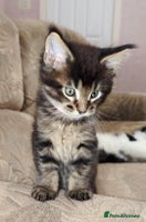 Maine Coon cats 🐾 GCCF XXL Maine Coon Kittens – Russian Heritage - Advert 5