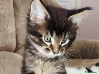 Maine Coon cats 🐾 GCCF XXL Maine Coon Kittens – Russian Heritage - Advert 6