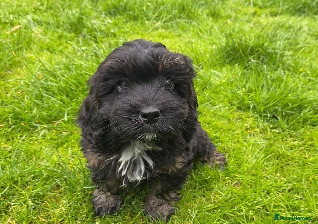 Cockapoo dogs Ready to leave F1 Cockapoo puppies *health tested* - Advert 2