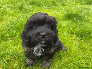 Cockapoo dogs Ready to leave F1 Cockapoo puppies *health tested* - Advert 2