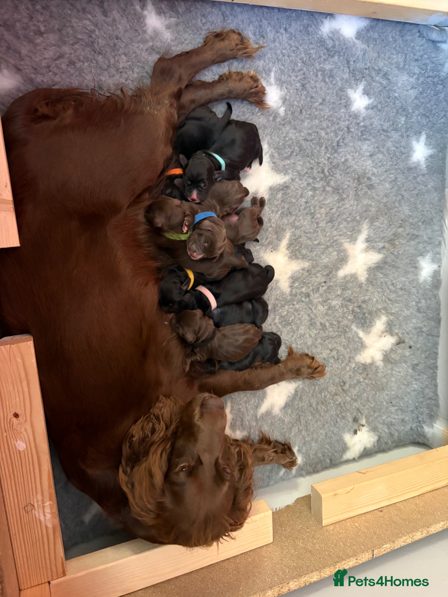 Cocker Spaniel dogs for sale: Litter of 10 gorgeous working Cocker Spaniels in Norwich - Advert 9