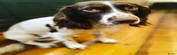 English Springer Spaniel dogs for stud: English Springer spaniel liver / white STUD  in Calne - Advert 4