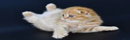 Scottish Fold cats for sale: LICENSED CATTERY PURE BREED TOP QUALITY KITTENS - Advert 10