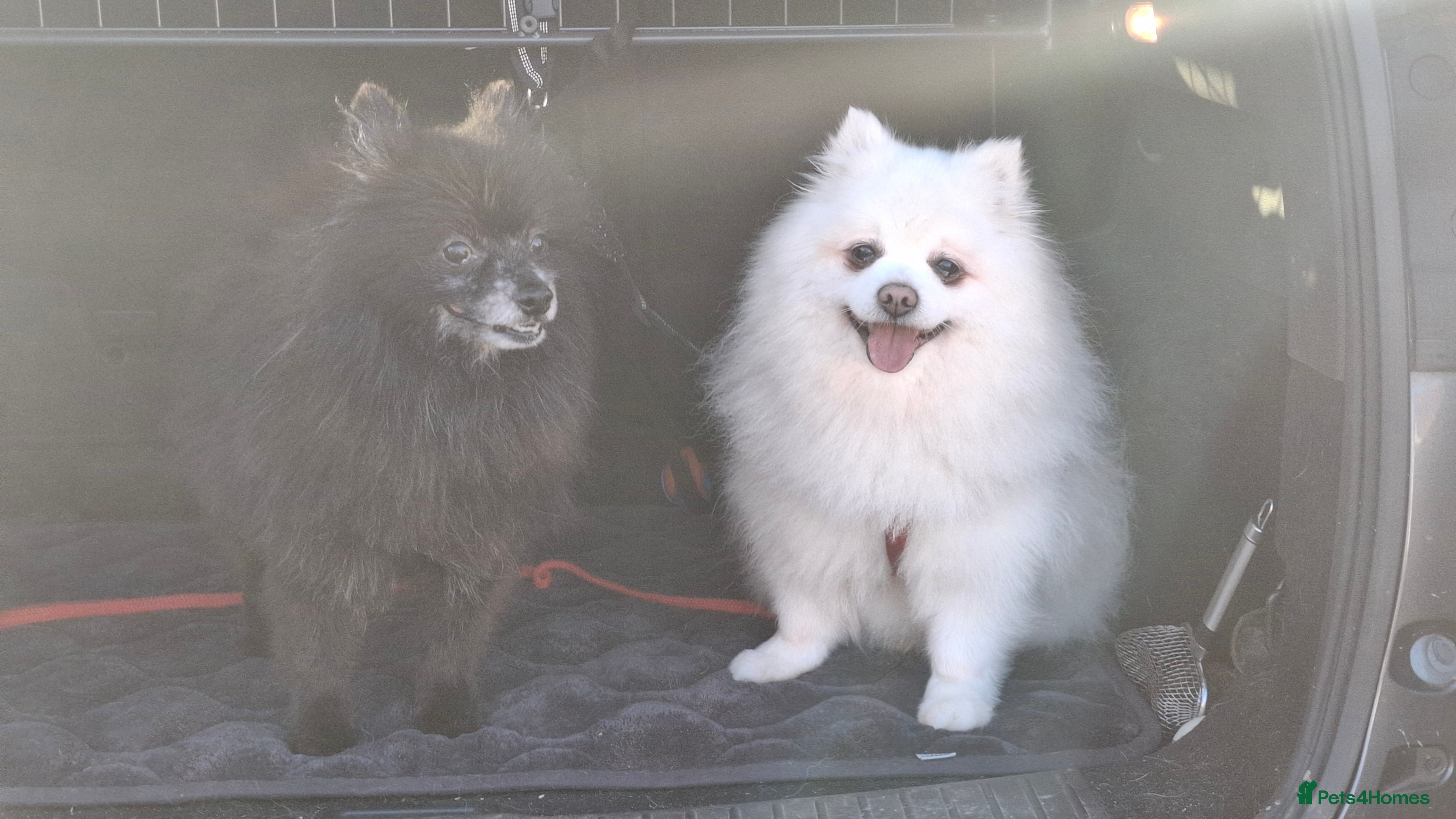 Pomeranian dogs Gorgeous Older Poms for adoption - Advert 1