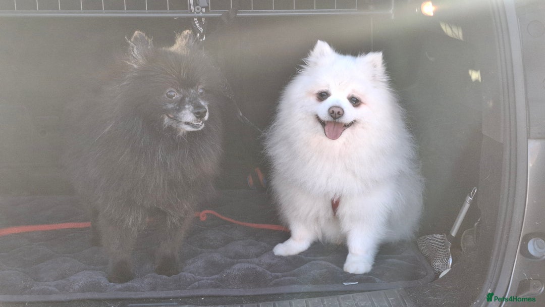 Pomeranian dogs for adoption: Gorgeous Older Poms for adoption - Advert 1