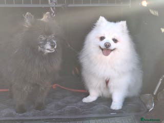 Pomeranian dogs Gorgeous Older Poms for adoption - Advert 1