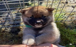 Japanese Shiba Inu dogs for stud: Handsome BOY ready for STUD duties  - Advert 9