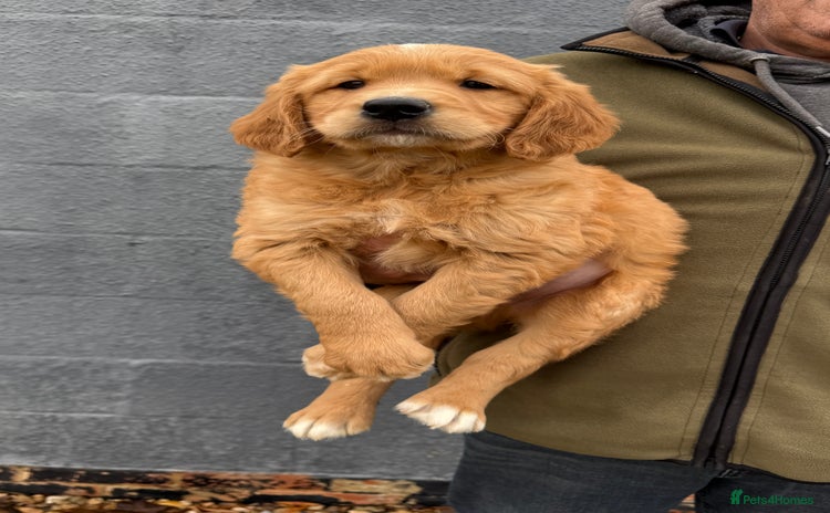 Golden Retriever dogs - Advert 2