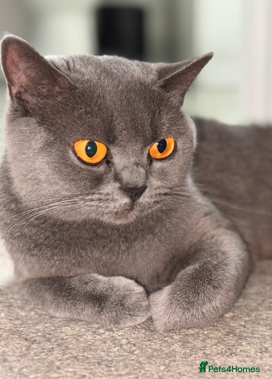 British Shorthair cats for sale: Gccf active Championship British Shorthair Female - Advert 8