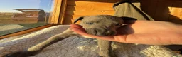 Whippet dogs for sale: Blue mix Whippet Puppies  in Sandy - Advert 10