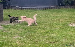 British Shorthair cats for sale: 3 gorgeous kittens left - Image 5