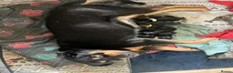 Mixed Breed dogs for sale: Rottweiler X Lab puppies  - Advert 18
