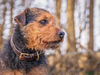 Lakeland Terrier dogs Lakeland terrier stud dog in Newark - Advert 5