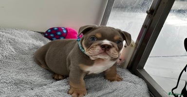 English Bulldog dogs - Advert 2