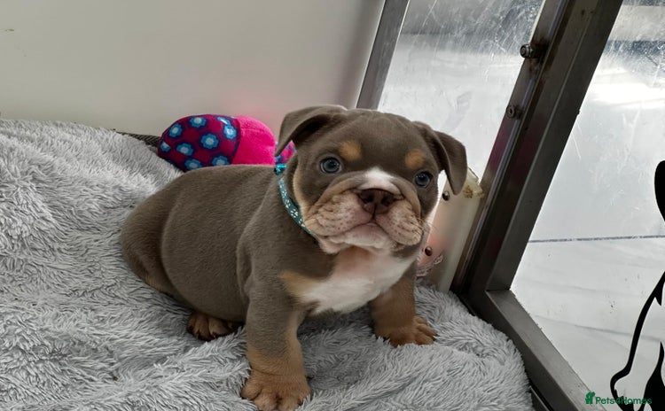 English Bulldog dogs - Advert 1