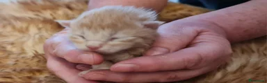 Maine Coon Kitten 2