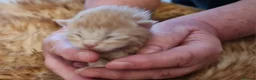 Maine Coon cats for sale: Beautiful TICA registered Maine Coon kittens in Darlington - Advert 20