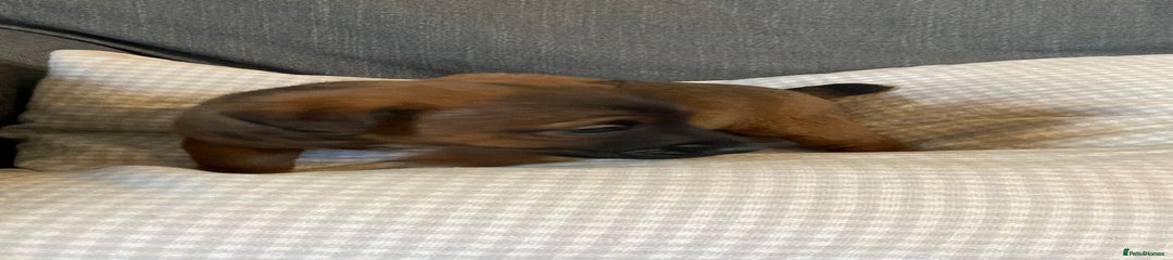 Jack Russell Puppy 8