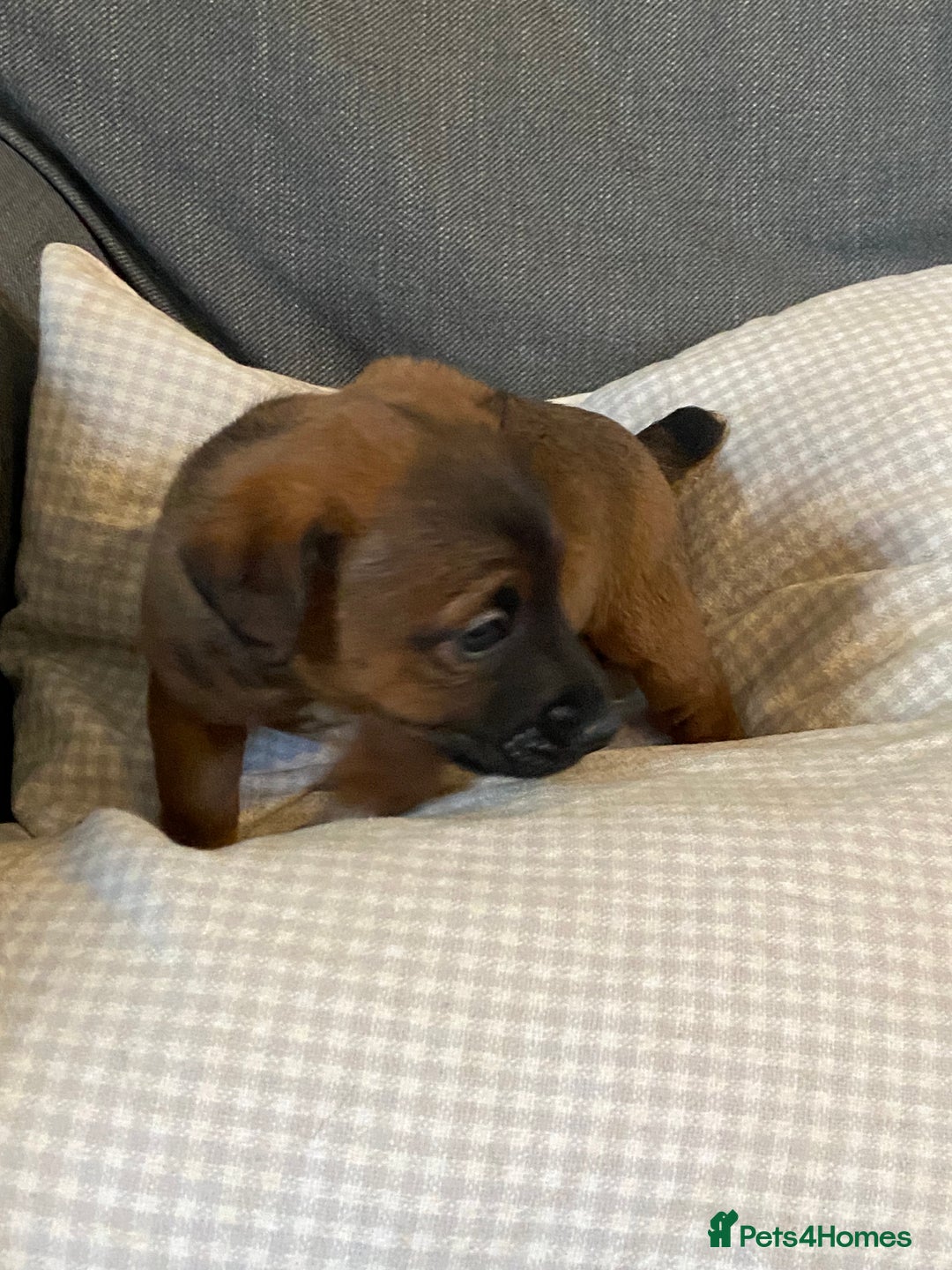 Jack Russell dogs for sale: Stunning Jack Russell Puppies - Advert 17