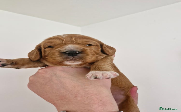 Mixed Breed dogs - Advert 1