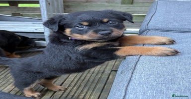 Rottweiler dogs - Advert 5