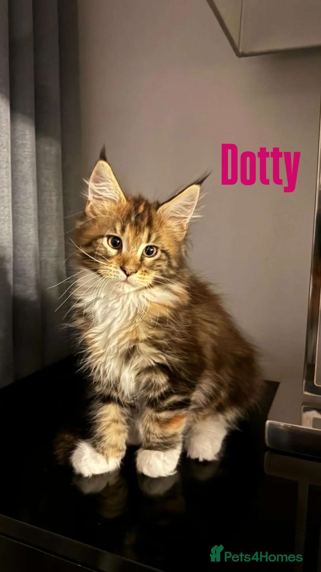 Maine Coon cats for sale: Affectionate Pure Breed Mainecoon Kittens - Image 16